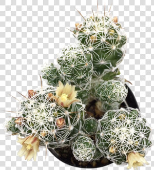 Thimble Png   Png Download   Hedgehog Cactus  Transparent Png