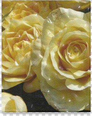 Yellow Roses Canvas Print 8 X10   Floribunda  HD Png Download