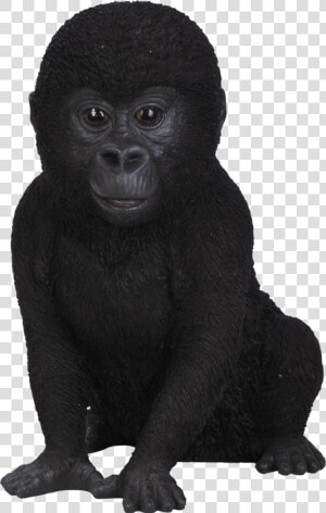 Gorilla Png Download   Baby Gorilla No Background  Transparent Png