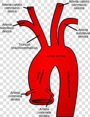 Aortic Arch  HD Png Download