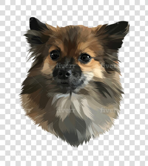 Pomeranian  HD Png Download