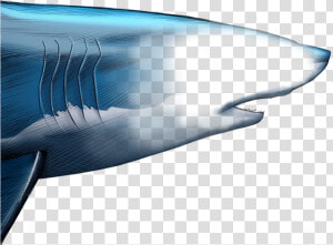 Unlike Most Animals  A Shark S Upper Jaw Is Not Firmly   Blue Whale  HD Png Download