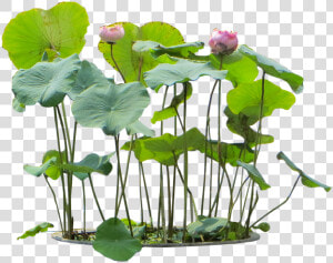 Nelumbo Nucifera Png  Transparent Png