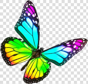 Rainbow Glowing Butterfly Png Image   Monarch Butterfly Transparent Background  Png Download