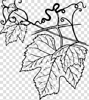 Ivy Clipart Grape Leave   Grapevine Leaves Clip Art  HD Png Download