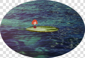 Surfing  HD Png Download