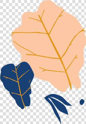 Fig Leaf Fig Illustration  HD Png Download