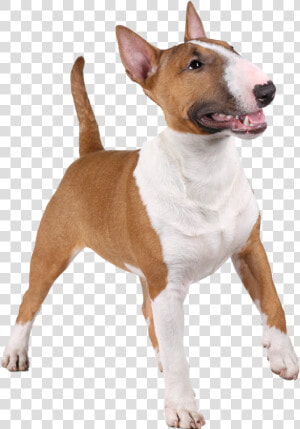 Transparent Bull Terrier Png   Miniature Bull Terrier  Png Download