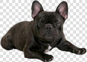 Black French Bulldog Png   French Bulldog  Transparent Png