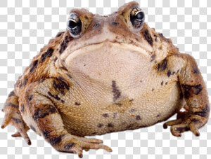 Toad Front View   Transparent Toad Png  Png Download