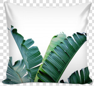 Banana Leaf Png   Banana Leaf Canvas Art  Transparent Png