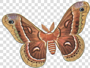 Download Moth Png Photos   Moth Png  Transparent Png