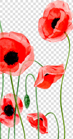 Poppy Clipart Single Poppy   Iphone  HD Png Download