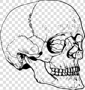 Transparent Big Nose Clipart   Big Skull Head Drawing  HD Png Download