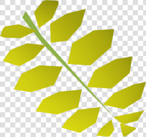 Curry Leaf   Curry Tree  HD Png Download