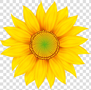 Transparent Daisy Flower Png   Png Download   My Everything Good Morning Texts For Girlfriend  Png Download