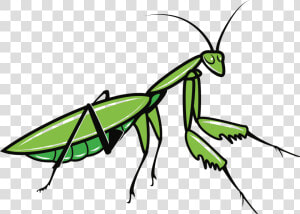 Praying Mantis Clipart  HD Png Download