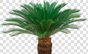 Sago Palm Png  Transparent Png