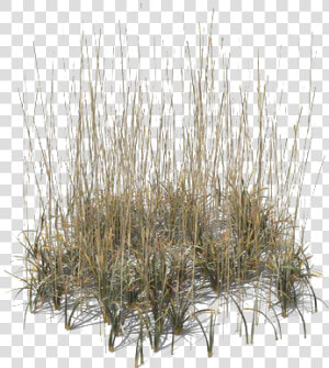 Beach Grass Png Transparent   Grass  Png Download