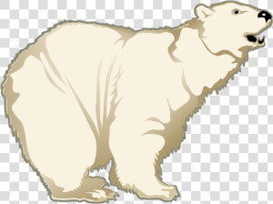 Polar White Bear Png   Polar Bear  Transparent Png