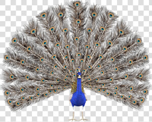 Peacock Wearing Sunglasses  HD Png Download