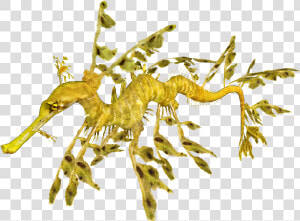 Leafy Sea Dragon   Leafy Sea Dragon Illustration  HD Png Download