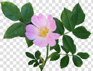 Transparent Single Rose Png   Wild Rose Png  Png Download