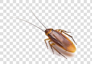 Roach Png Free Download   Roach Png  Transparent Png