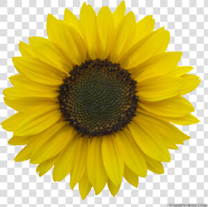 Download Sunflower Images Free   Clear Background Sunflower Png Transparent  Png Download