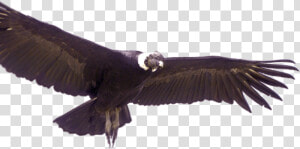 Condor De Los Andes Png  Transparent Png