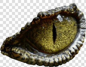 Dinosaur Eye No Background Png Image   Dinosaur Eyes Png  Transparent Png