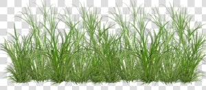 Sweet Grass   Png Download   Cartoon Clear Background Grass Transparent  Png Download