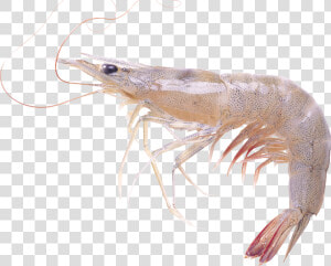 Shrimps Png   Live Shrimp Transparent Background  Png Download