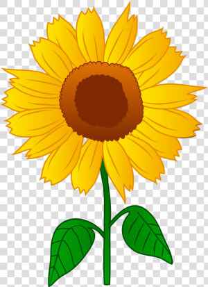 Sunflower seed   Clip Art Of Sunflower  HD Png Download