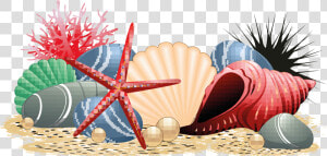 Transparent Conch Clipart  HD Png Download