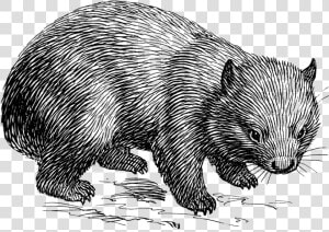 Wombat Lineart T   Wombat Black And White  HD Png Download