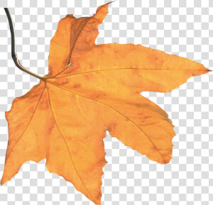 Best Autumn Harvest Leaf   Maple Leaf  HD Png Download