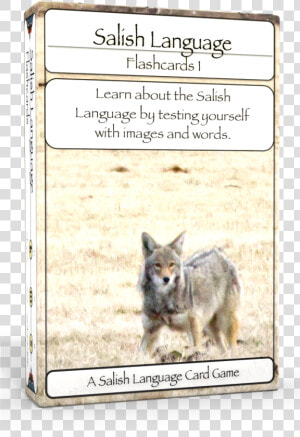 Salish Flashcards 1 3d Edu Boxshot Left   Coyote  HD Png Download