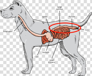 Short Digestive Tracts And Gastrointestinal Systems    Carnivore Guts  HD Png Download