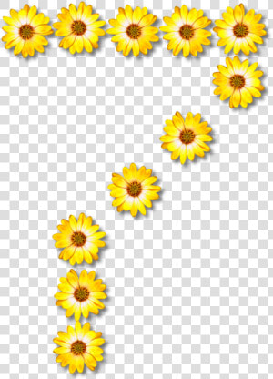 Sunflower Seed plant flower   Common Sunflower Transparent  HD Png Download