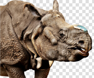 Rhino Transparent Background   Rhinoceros  HD Png Download