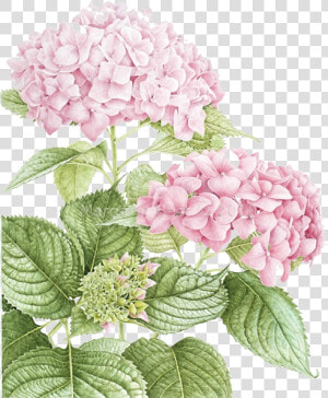 Pin By Marina On   Hydrangea Flowers Hydrangea Drawing  HD Png Download