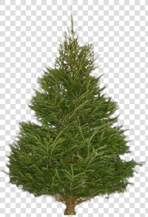 Christmas Pine Tree Png Transparent Image   Prelit Slim Christmas Trees 7 5  Png Download