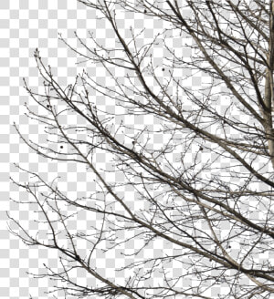 Deciduous Tree Winter I   Winter Trees Cut Out  HD Png Download