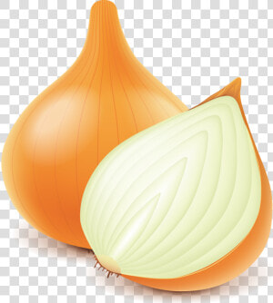 Onion Euclidean Vector   Transparent Onion Vector Png  Png Download