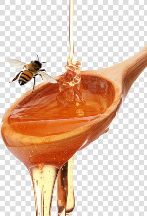 Honey Spoon   Honeybee   Honey Spoon Png  Transparent Png