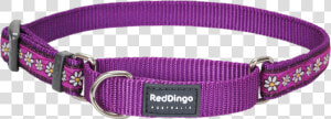 Martingale Daisy Chain Dog Collar   Dog Chain Collar Png  Transparent Png