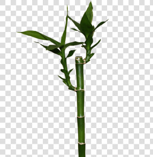 Transparent Bamboo Png   Lucky Bamboo Png  Png Download