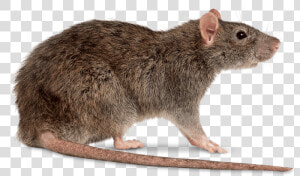 Rat Right   Rat Transparent Png  Png Download