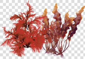 Red And Brown Algae  HD Png Download